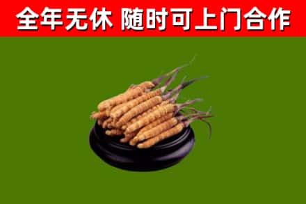 黎城县回收散虫草