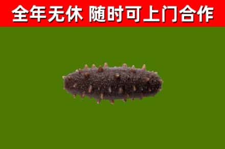 黎城县回收海参干